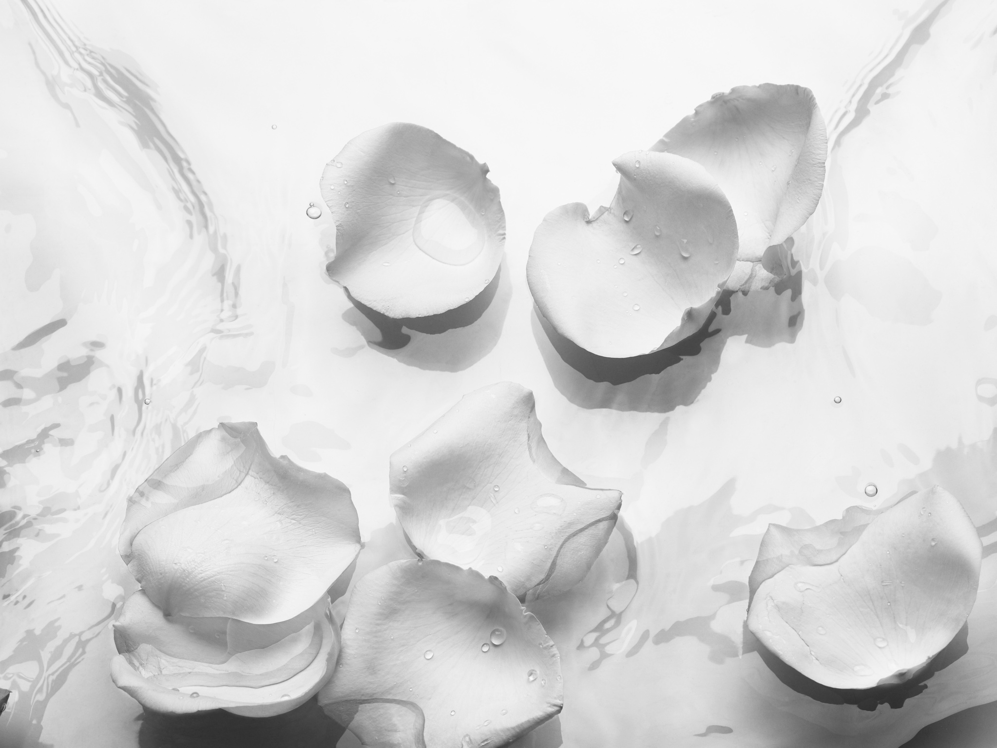 059_rose_petals_129