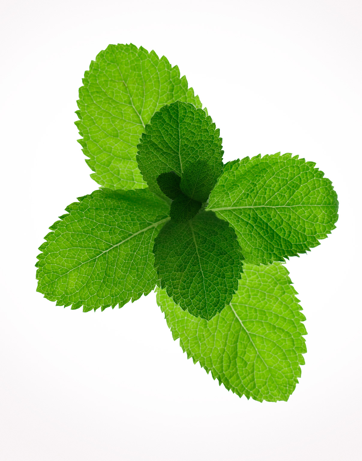 532_Green_Leaf_019f
