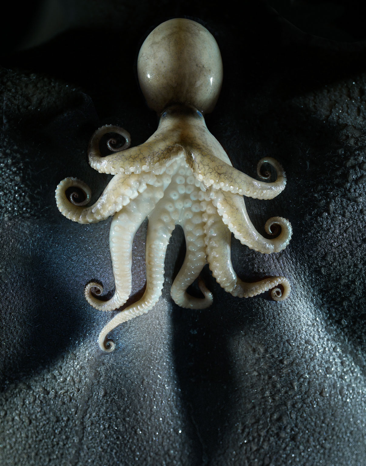 557_Baby_octopus_006_v2